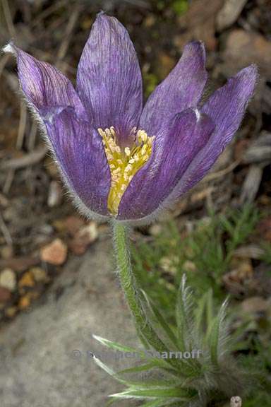 pulsatilla vulgaris 1 graphic